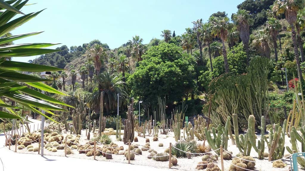 Vast Cactus Collection