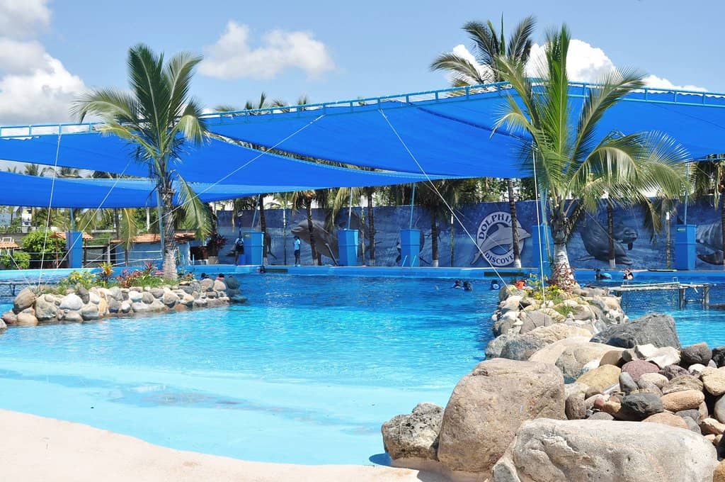 Sea Lion and Dolphin Shows