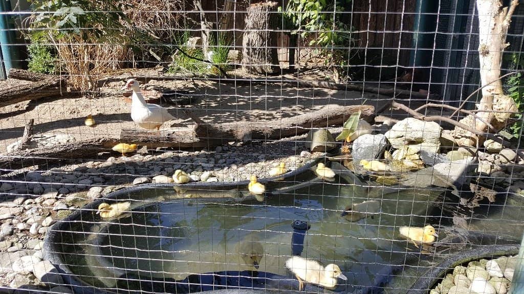 Tranquil Forest Walks
