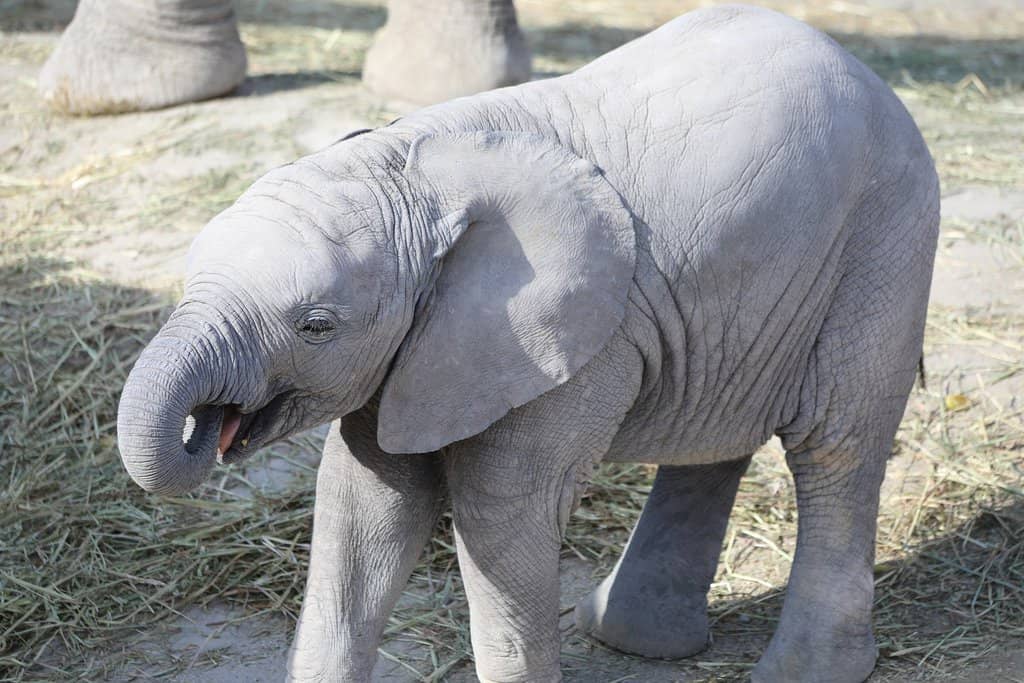 Traditional Zoo Exhibits