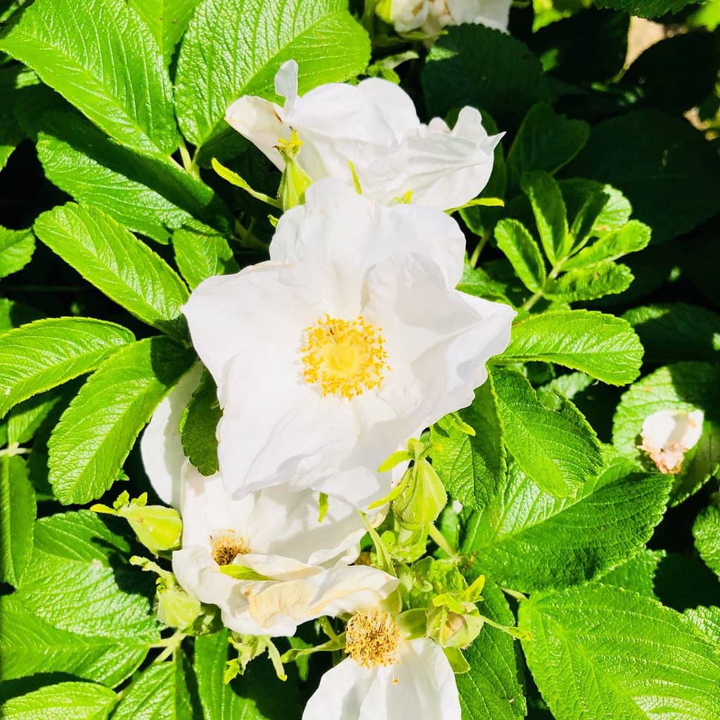 Historical Storytelling