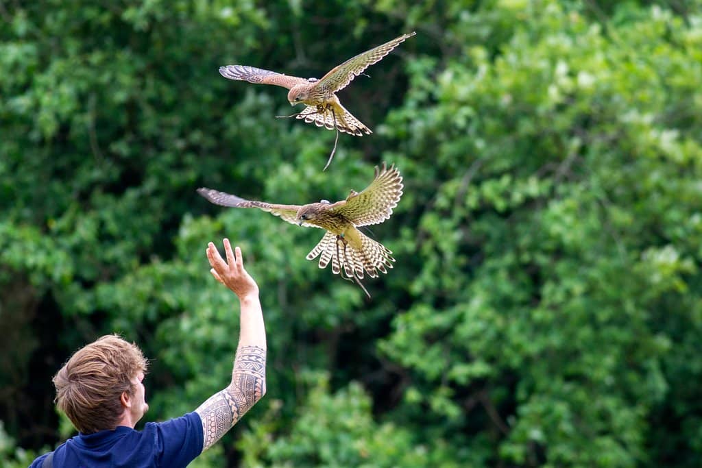 Dragon's Breath Event