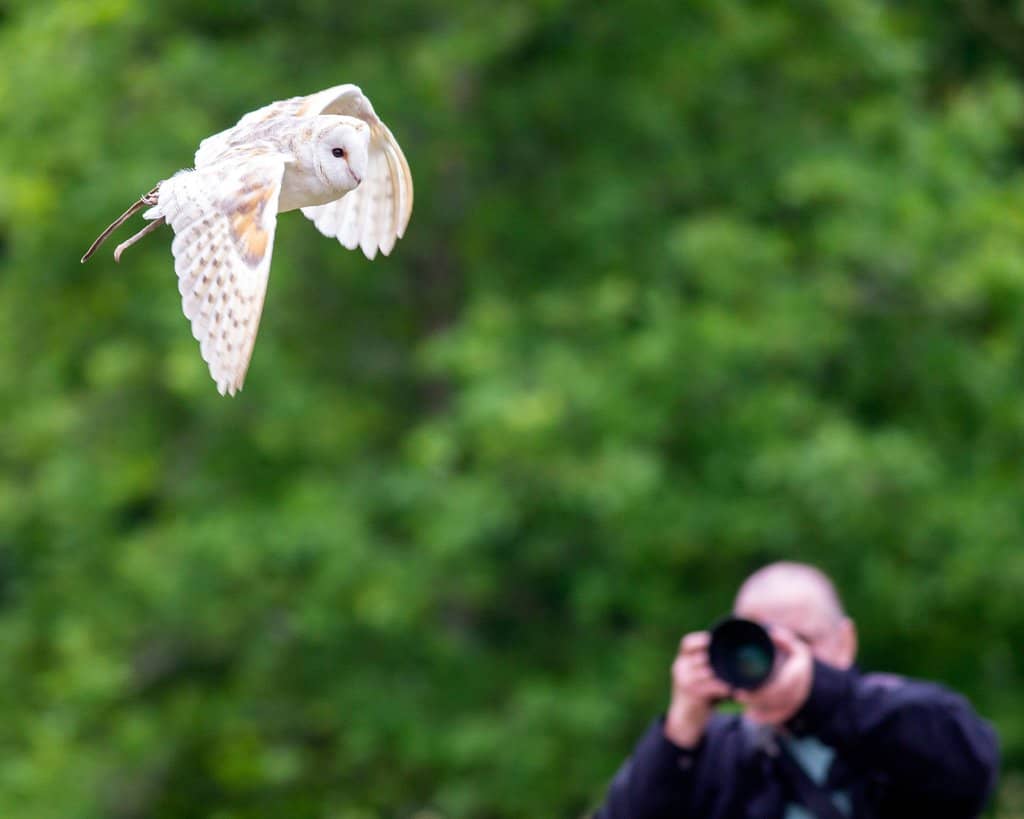 Bird of Prey Displays