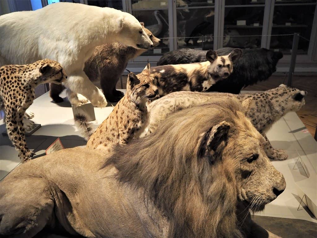 Paleontology Exhibits