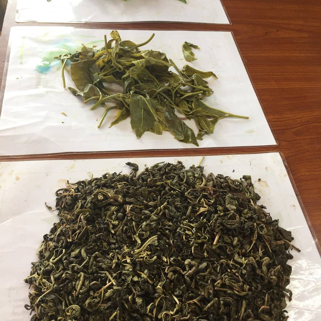 Tea Tasting Session