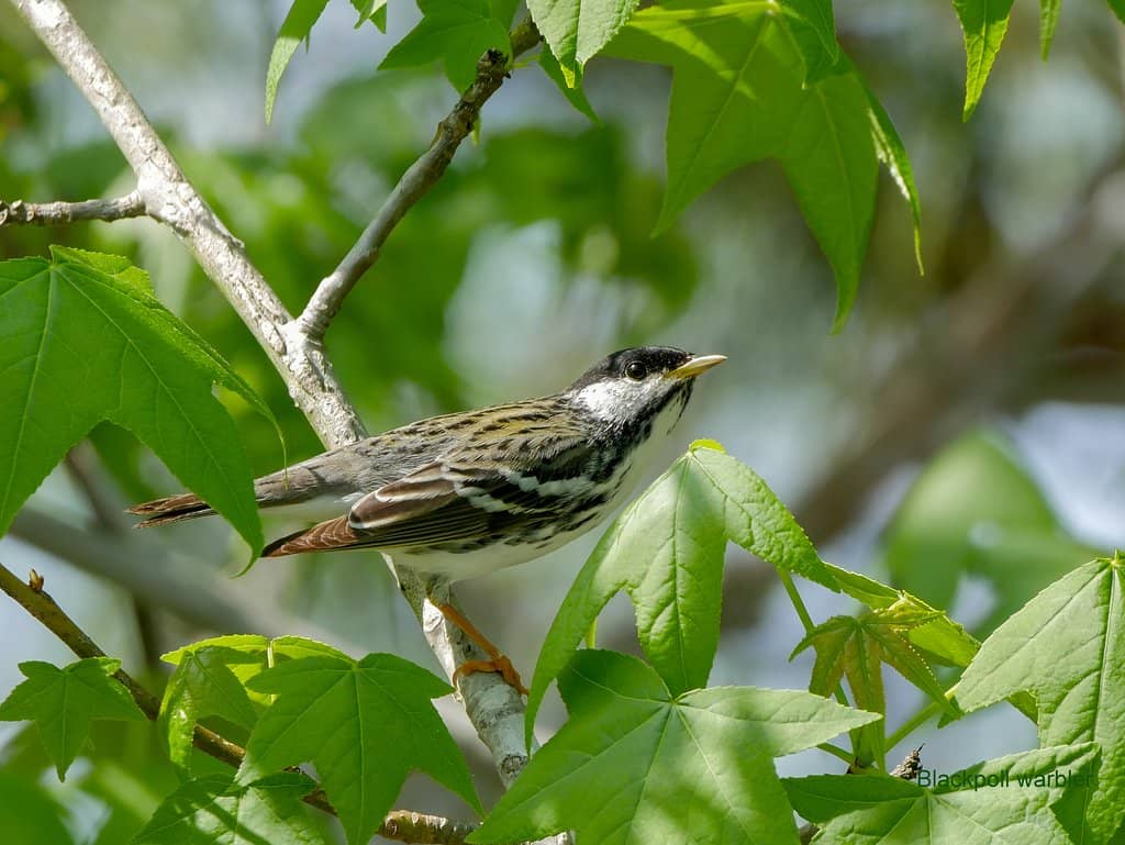 Cape May Point State Park Beach