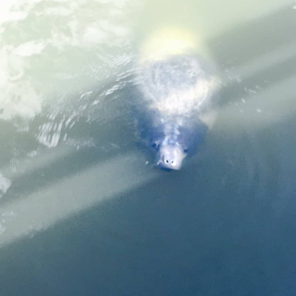 Nature Trails & Observation Tower