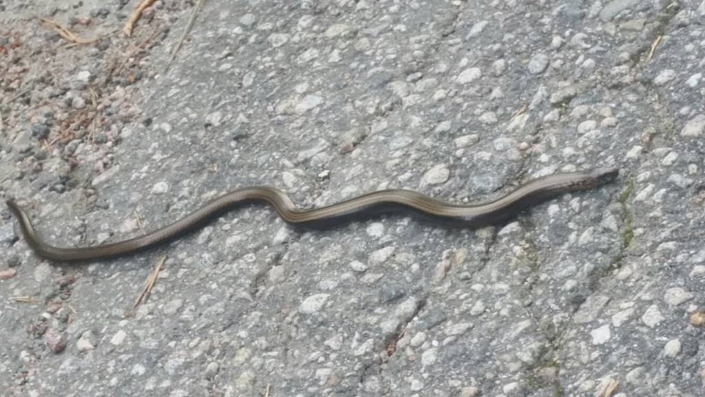 Odderøya Lighthouse