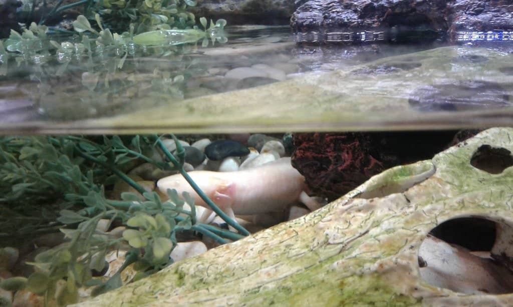 Live Animal Feedings