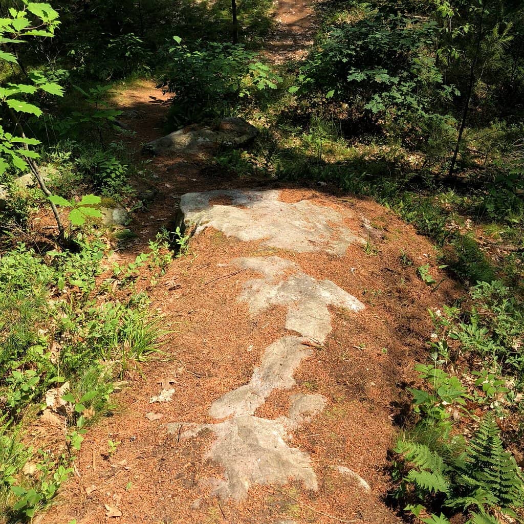 Dog-Friendly Trails