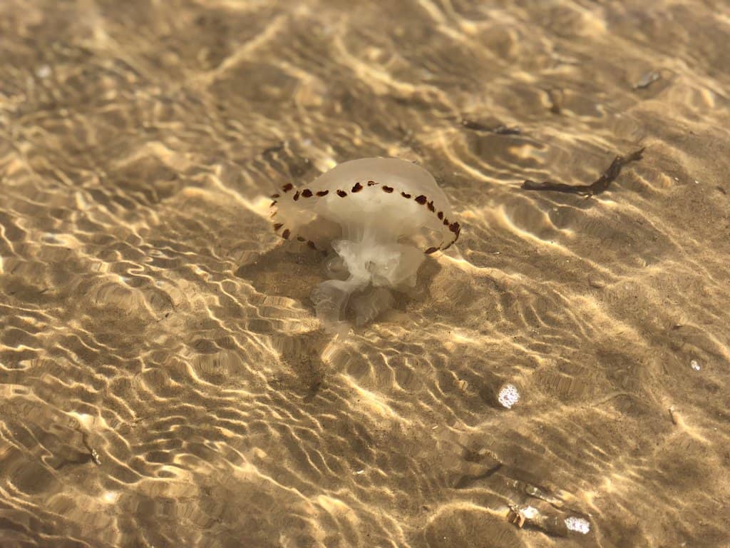 Miles of Sandy Shores