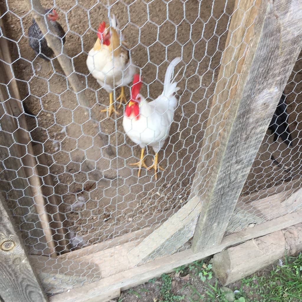 Creative Craft Cocktails