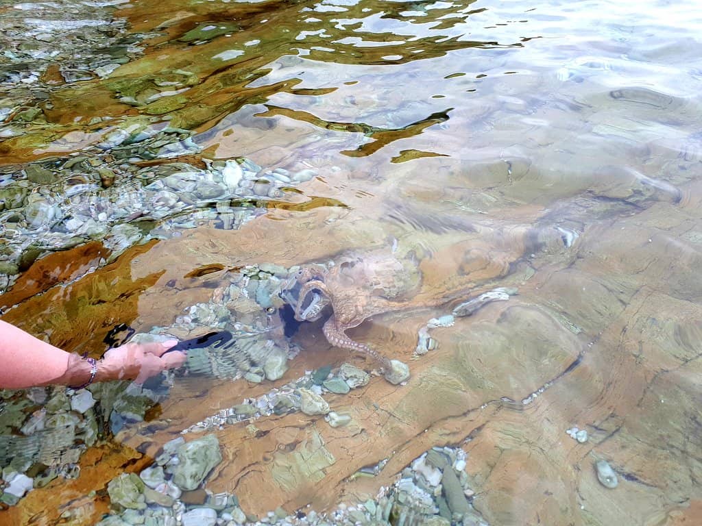 Rocky Seabed Wonders