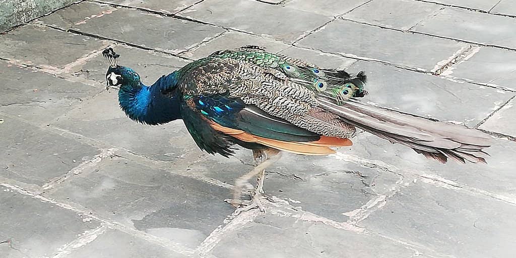 Peacock Paradise