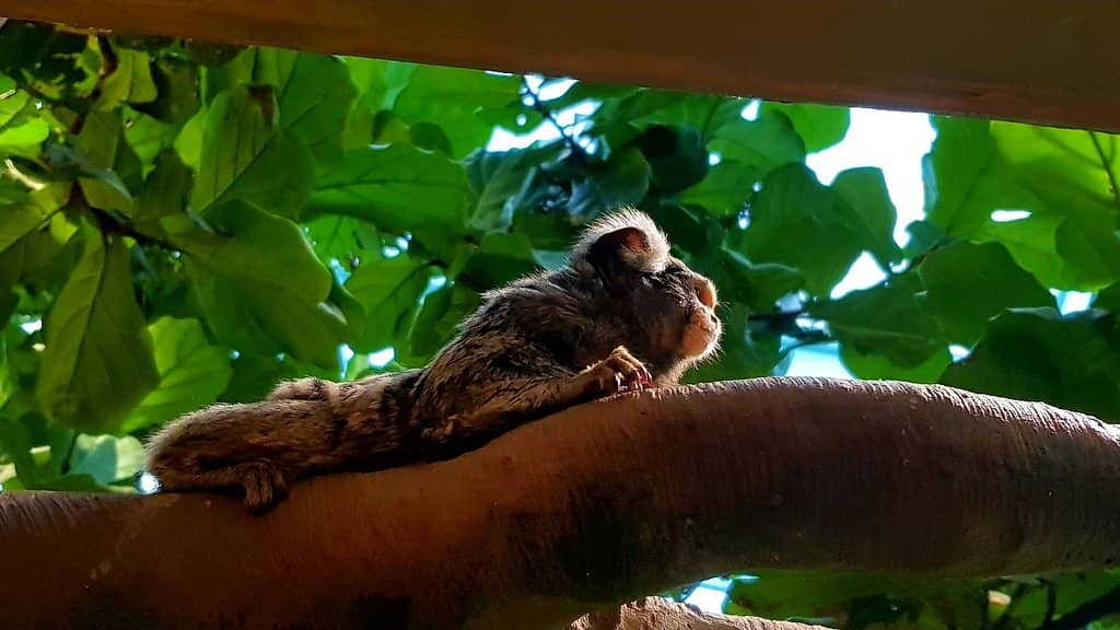 Lemur Encounter