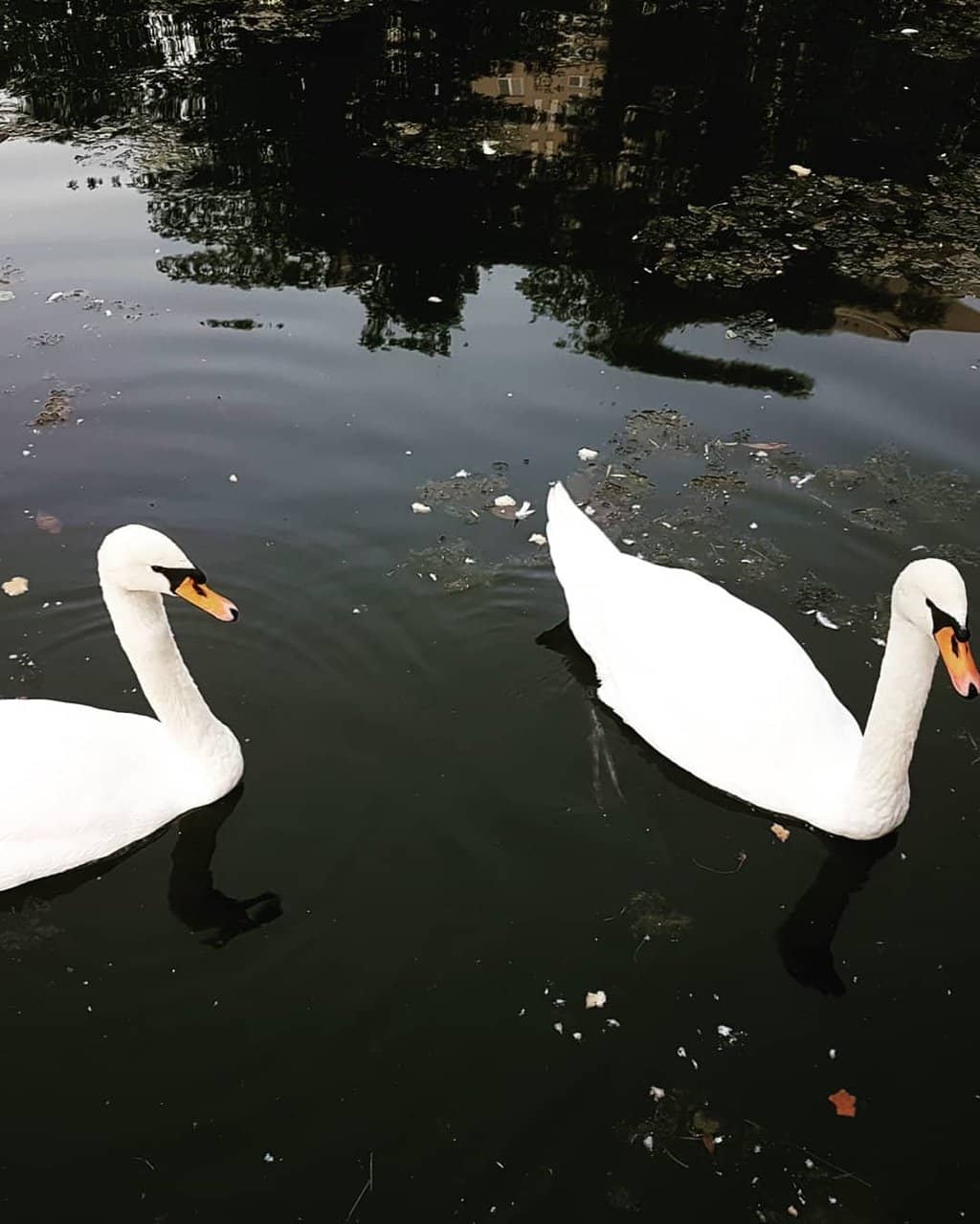 Wildlife Encounters