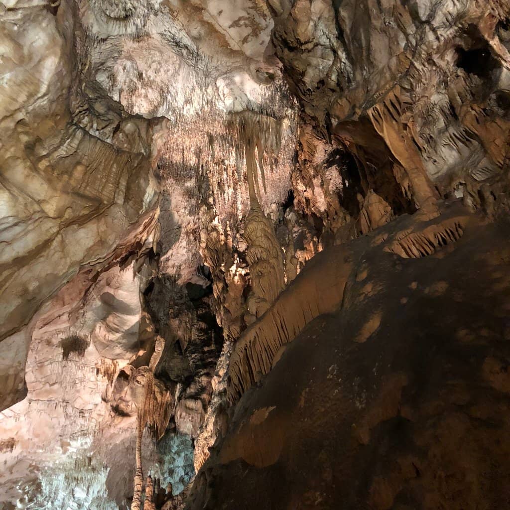 Bat Colony Observation