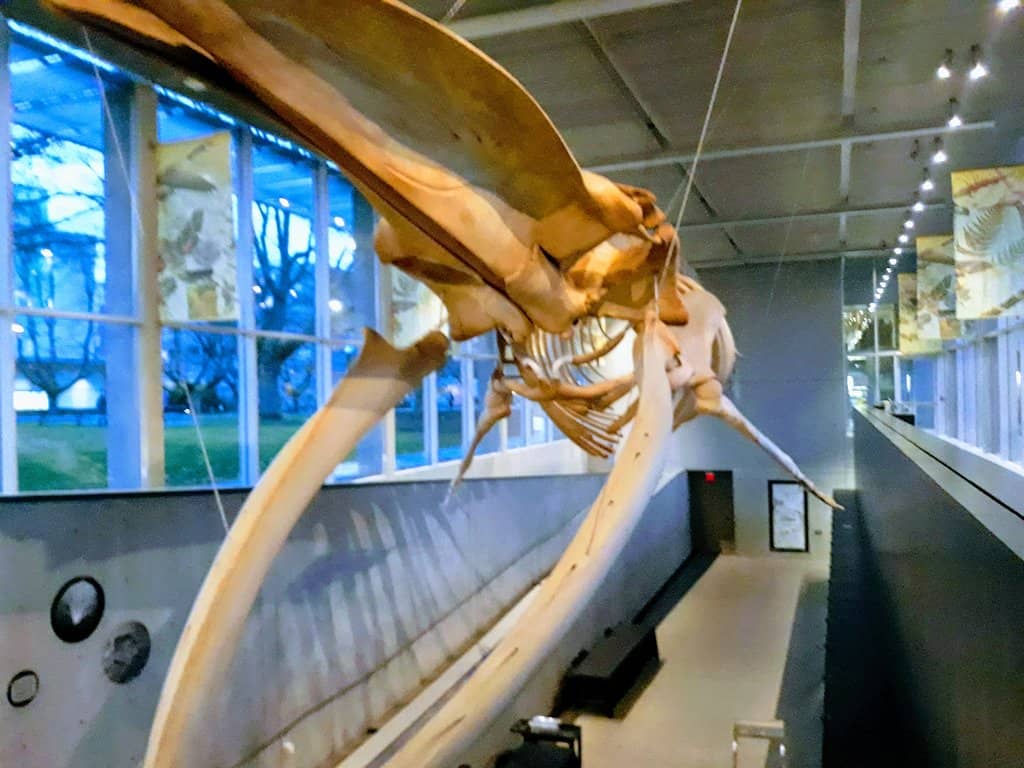 Blue Whale Skeleton