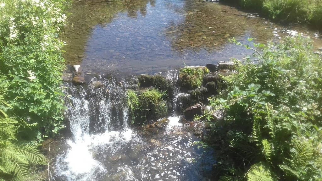 Enchanting Forest Stream
