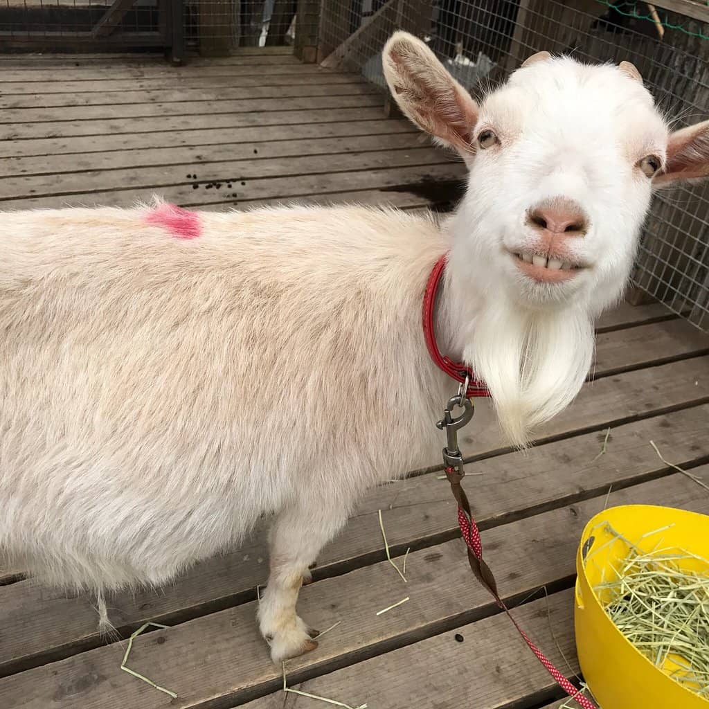 Petting Area