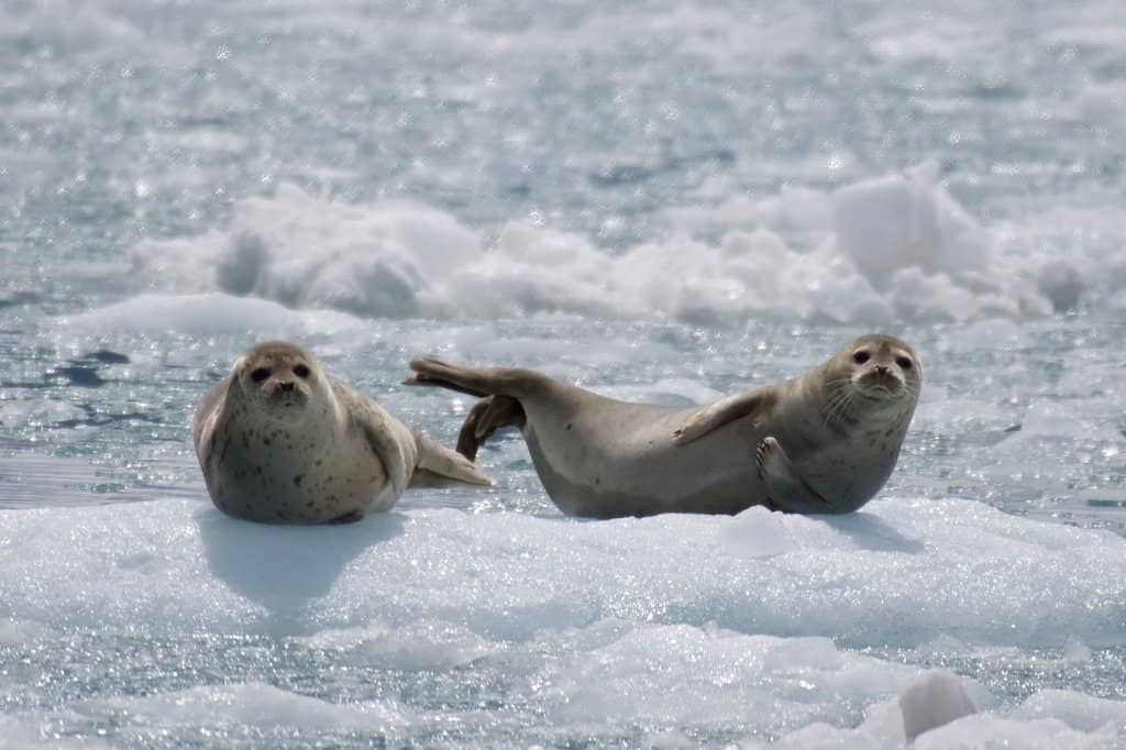 26 Glaciers Cruise