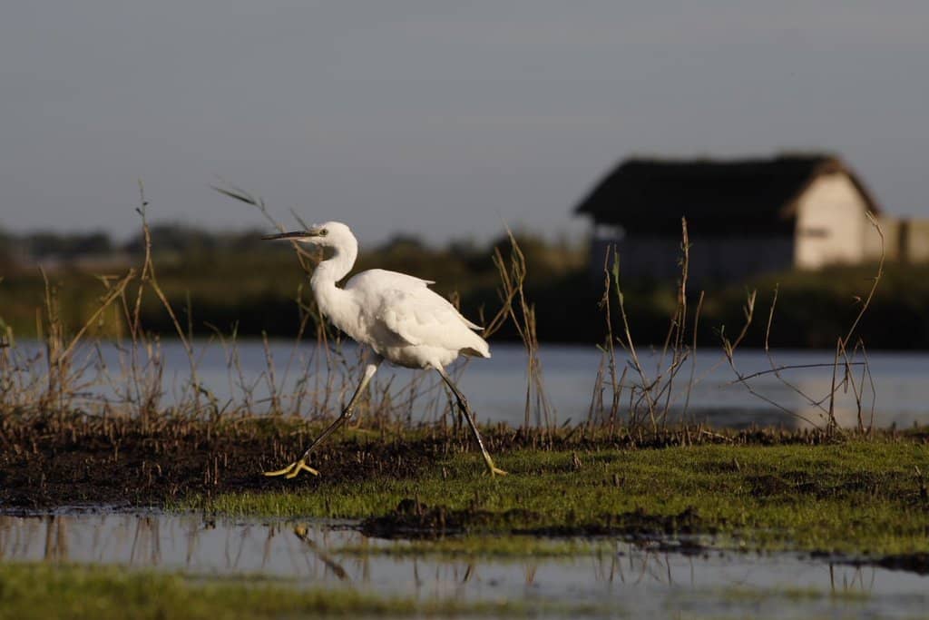 Promenade Fluvial along Douve et Marshes
