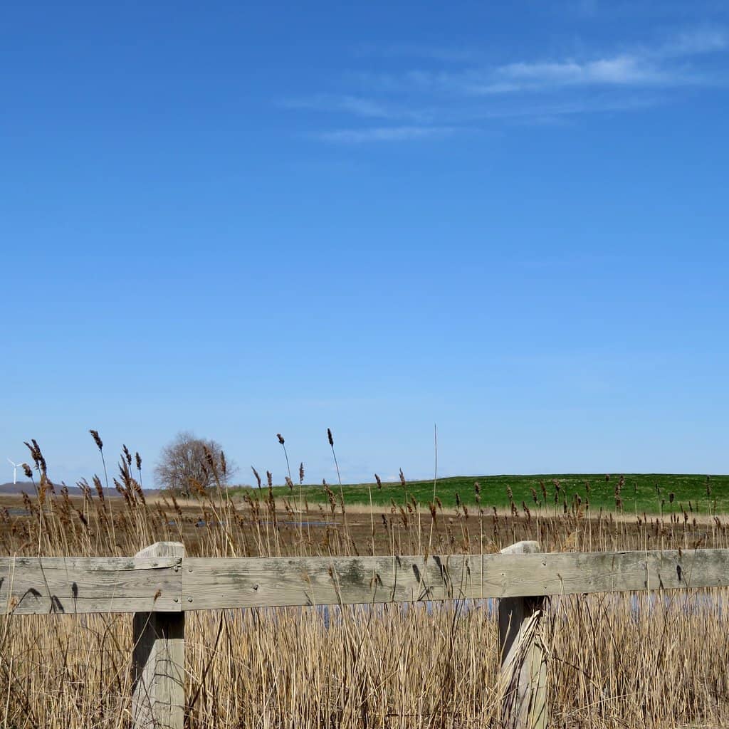 Salt Marsh & Trails