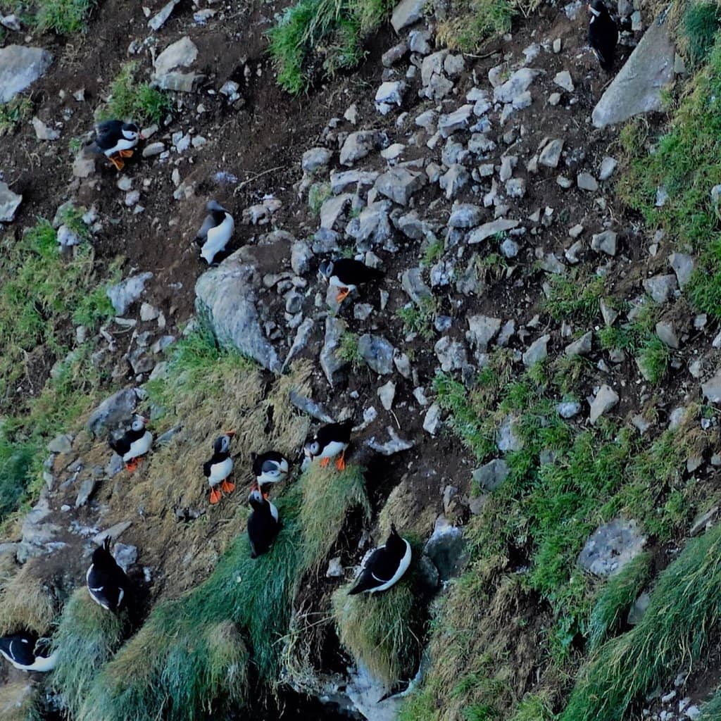 RSPB Seabird Centre