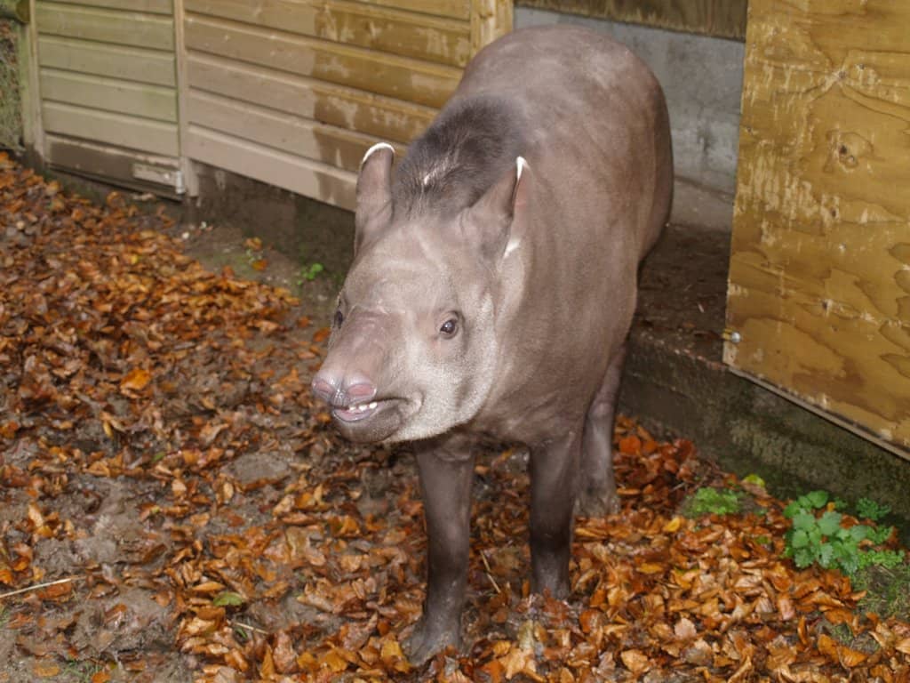 The Majestic Shoebill Stork