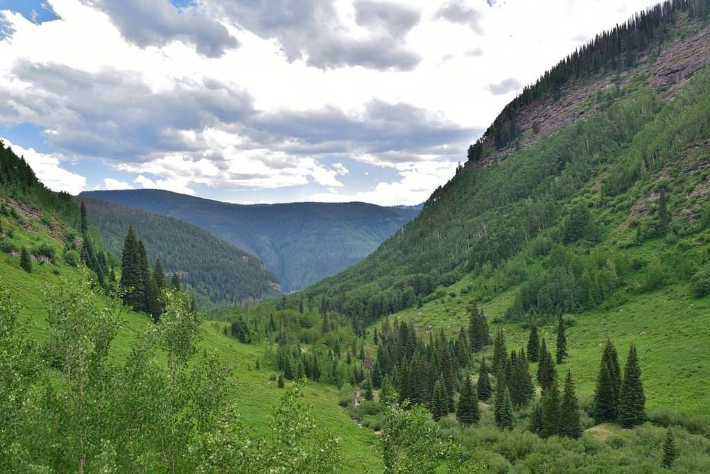 Alpine Wildflowers & Aspen Groves