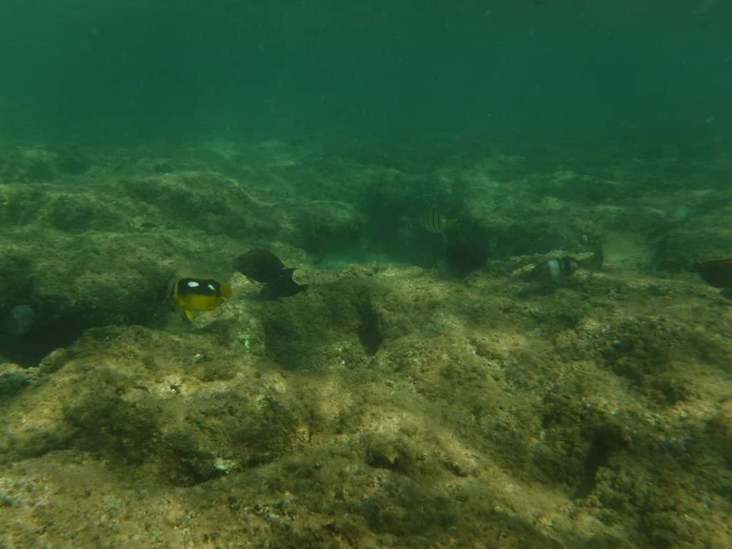 Excellent Snorkeling Spot