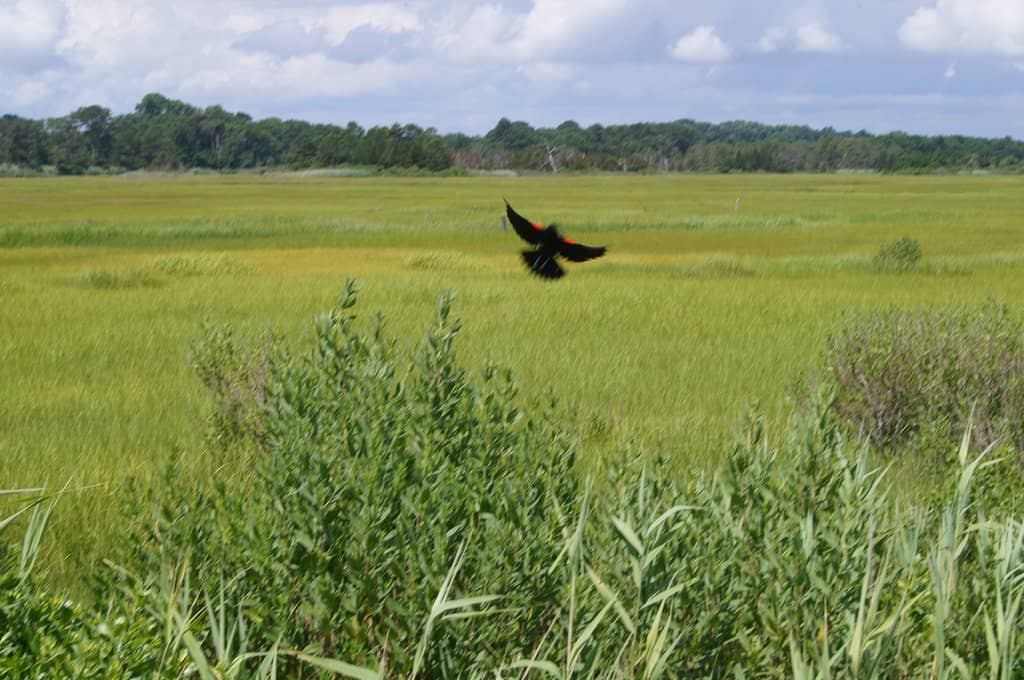 Beaches (Bay & Ocean)