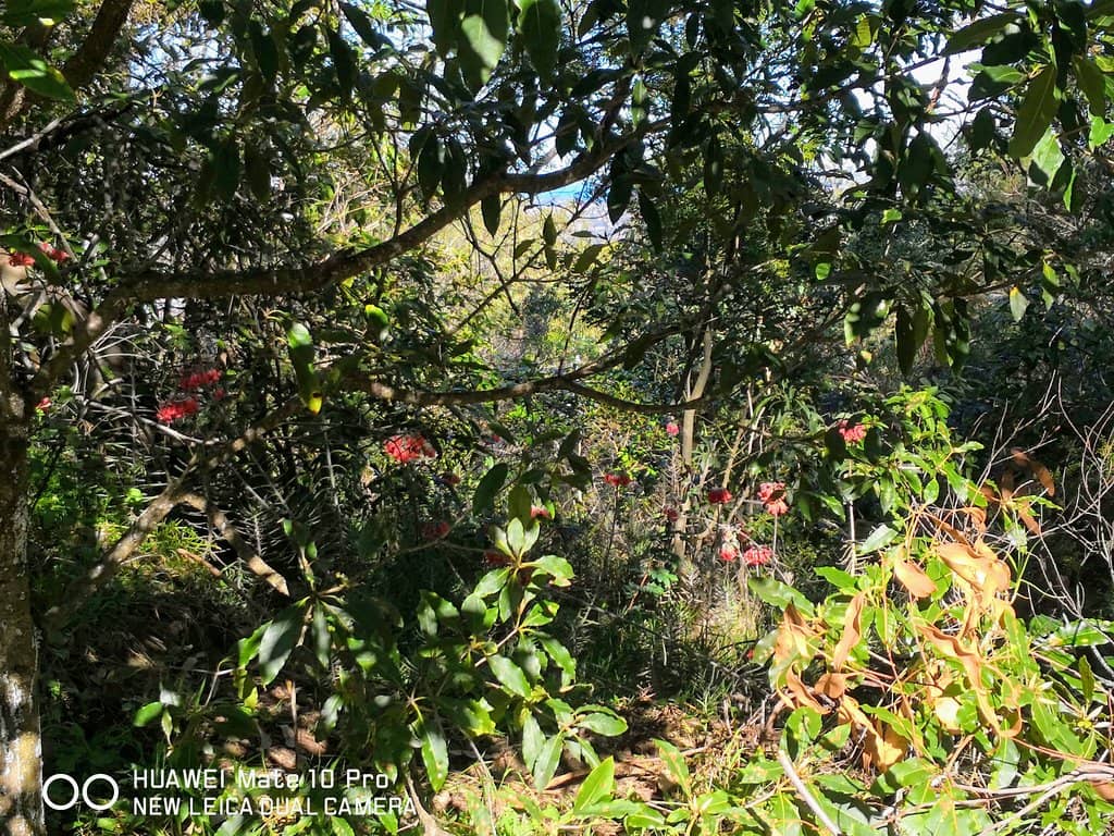 Tranquil Bushwalk