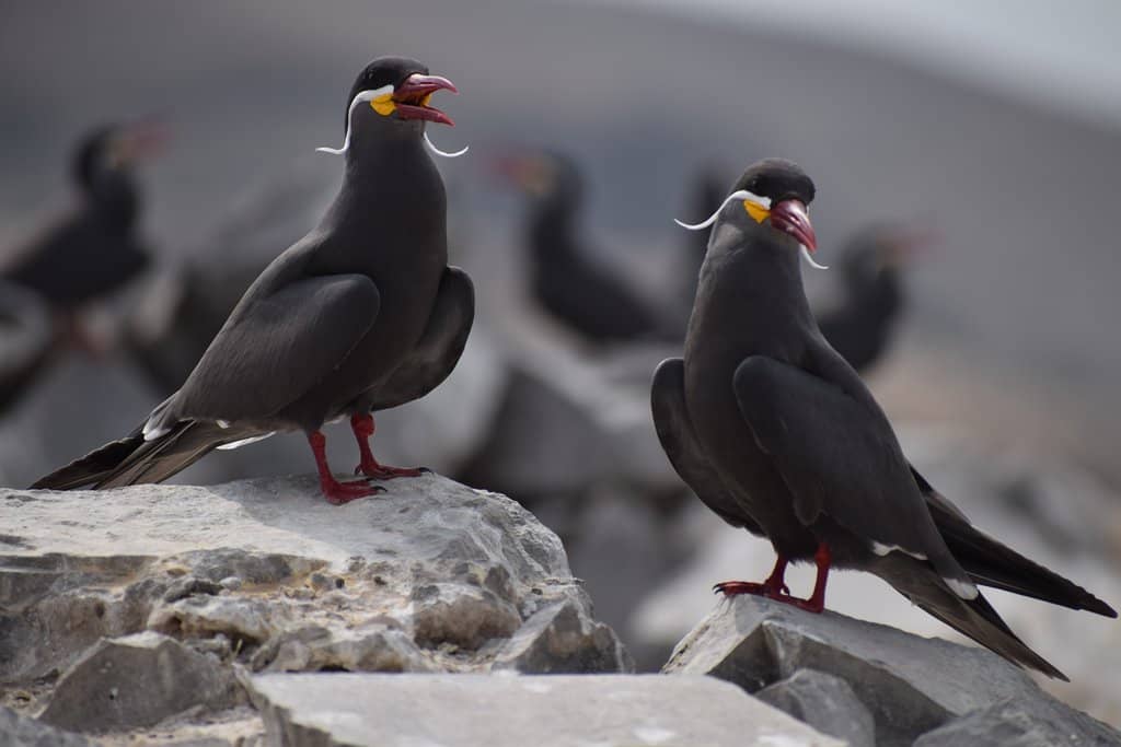 Bird Watching Paradise