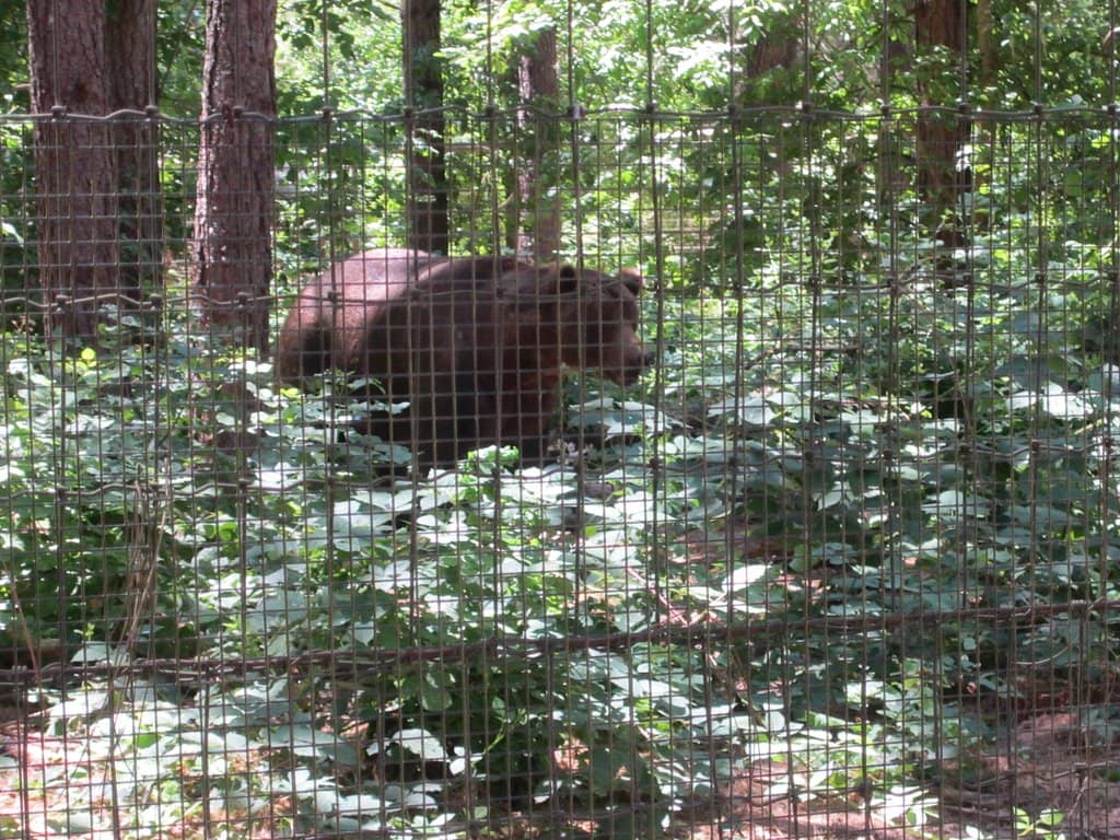Golden Eagle Release