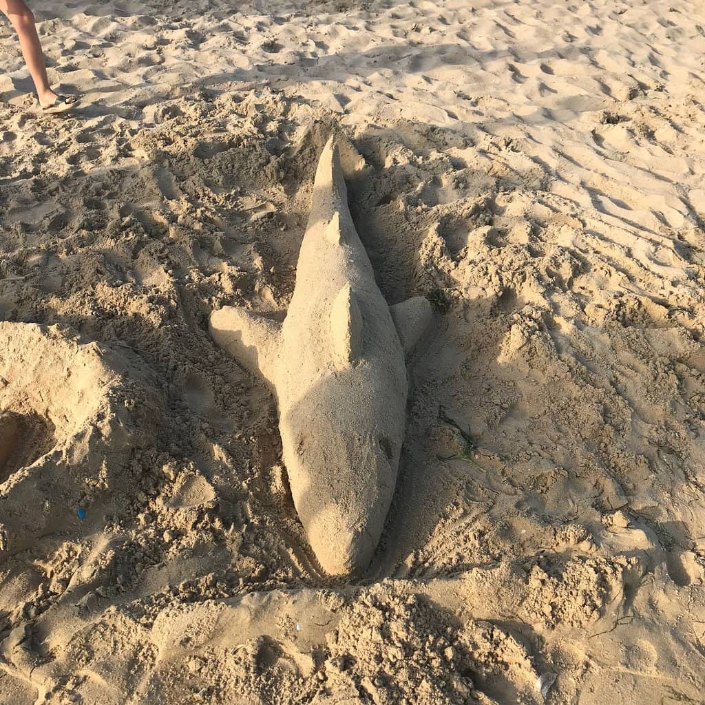Dolphin Encounters