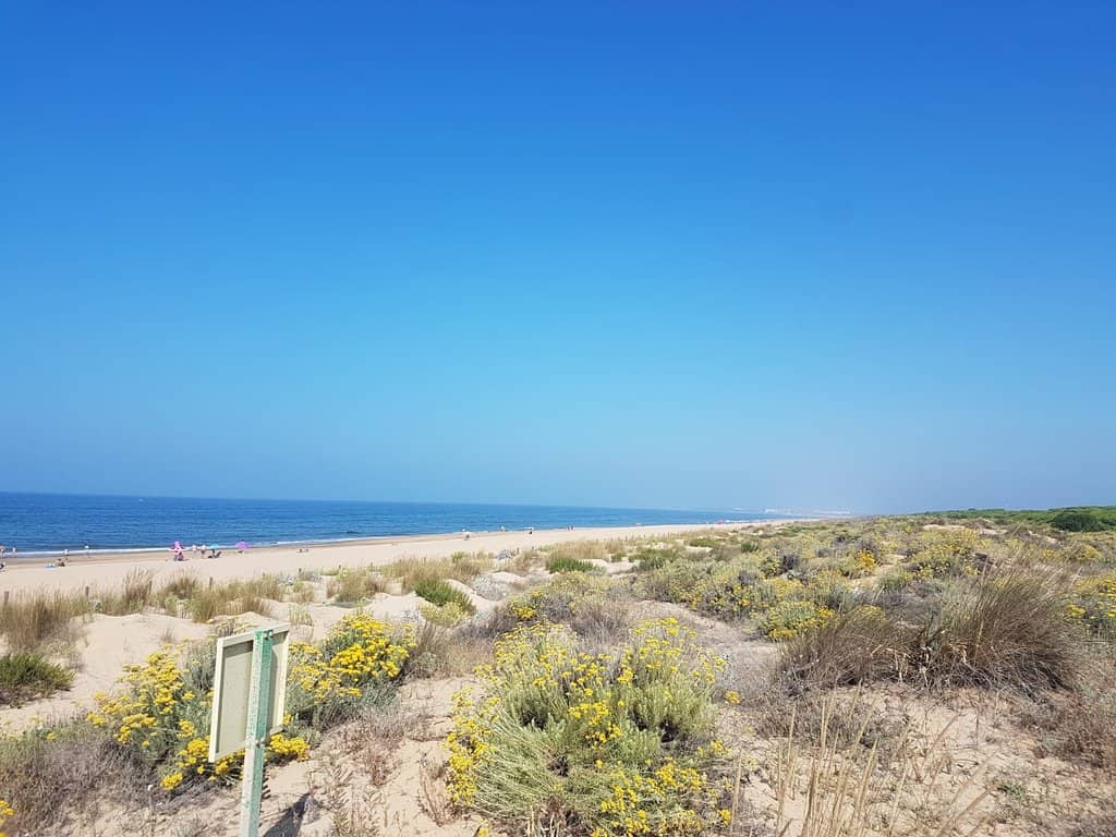 Unique Juniper and Savin Forest