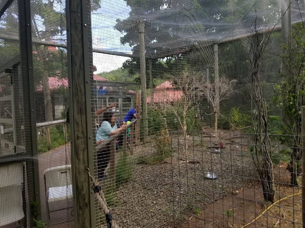 Orangutan Birthday Celebrations