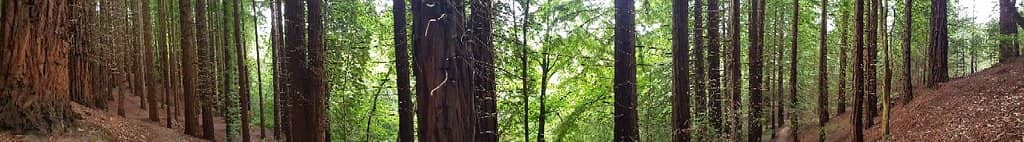 Tranquil Forest Paths