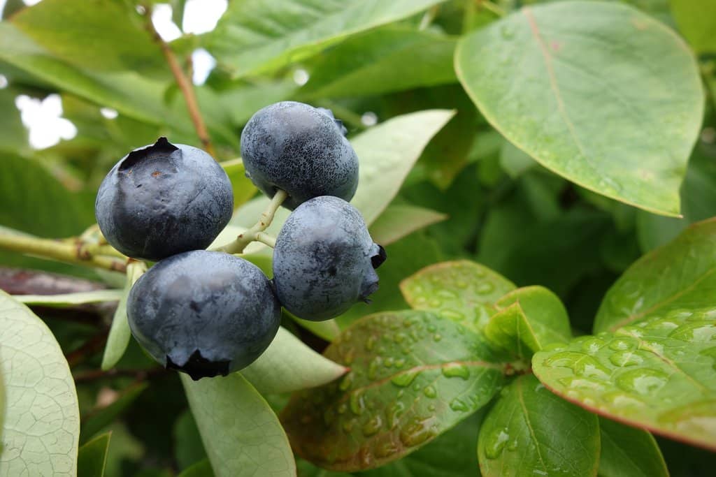 Local Produce & Flowers