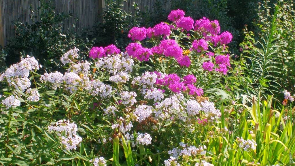 Moonlight in the Garden