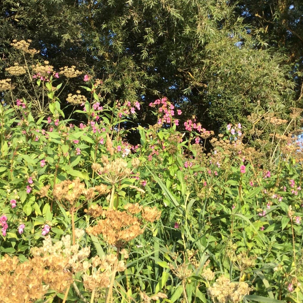 Rhododendron Blooms