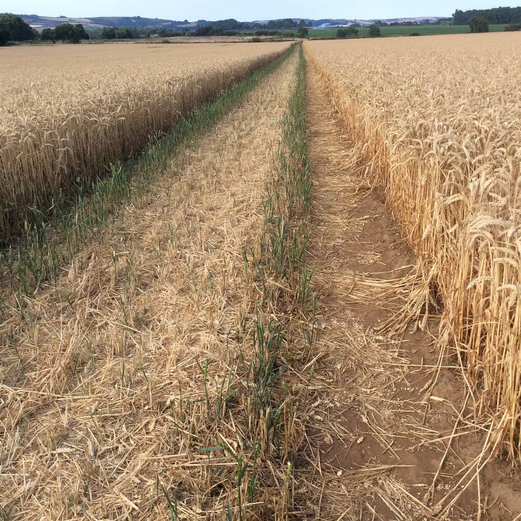 Red Squirrel Spotting