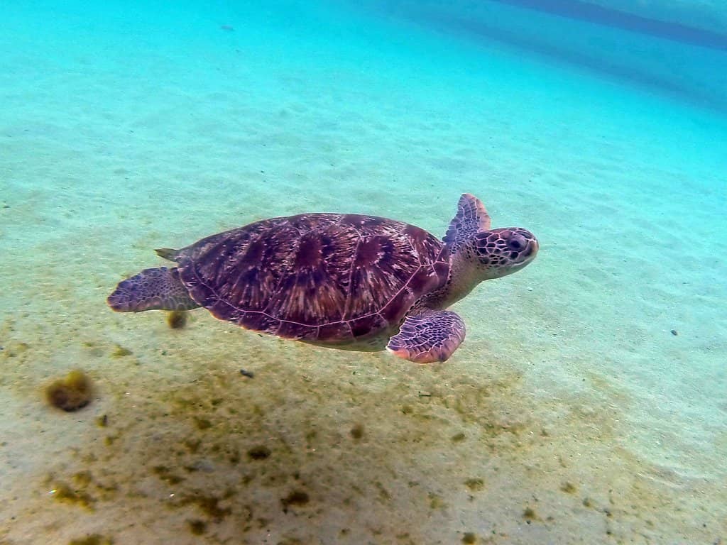 Vibrant Underwater World