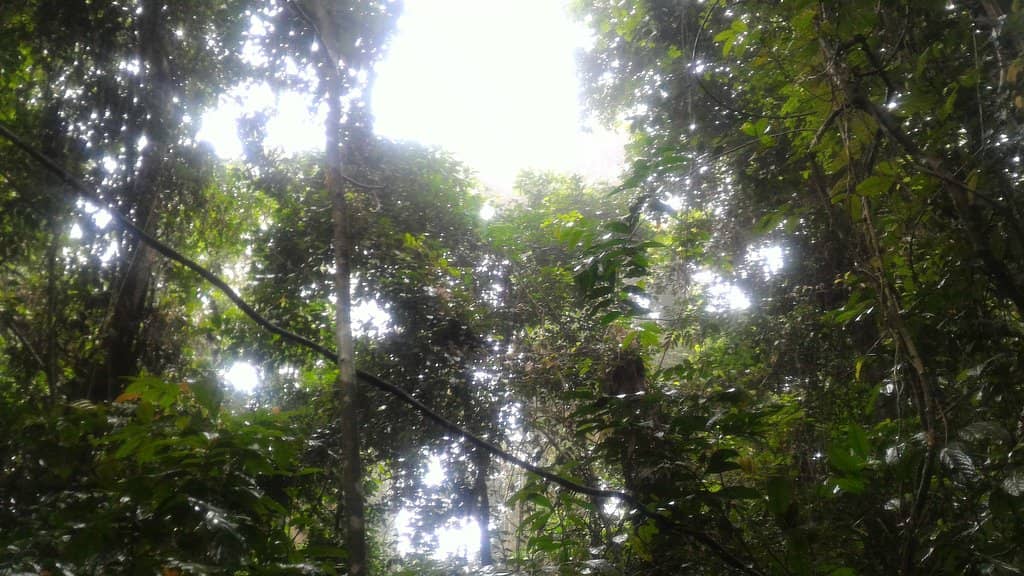 Medicinal Plant Discoveries