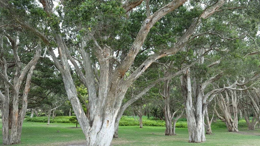 Grand Drive Loop