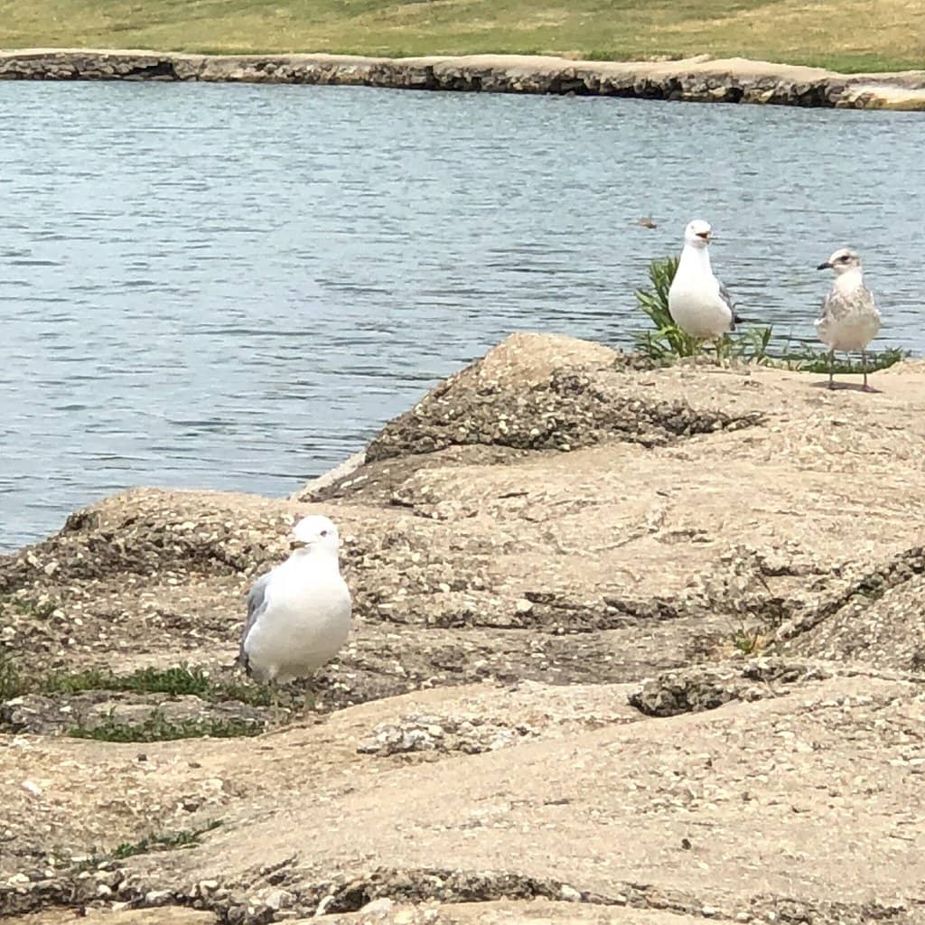 Scenic Lakeside Strolls
