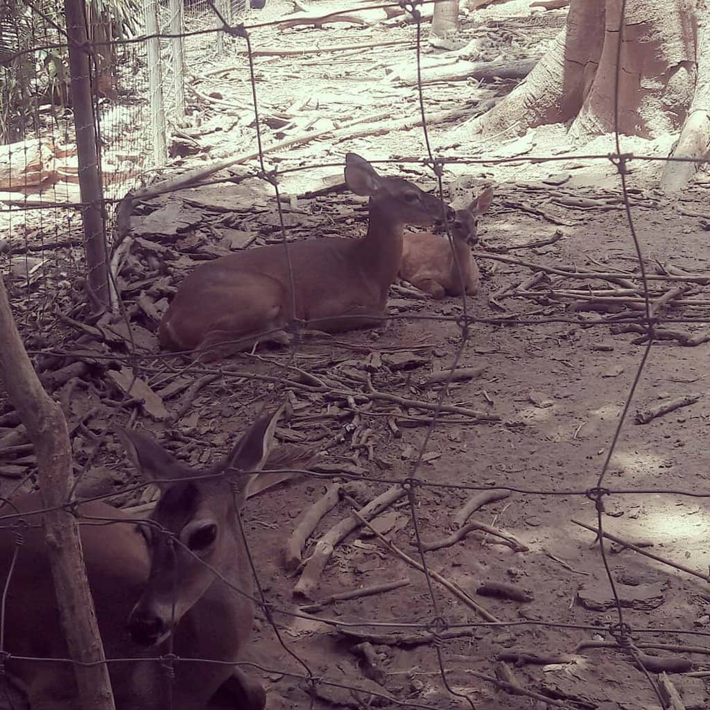 Guided Jungle Walk