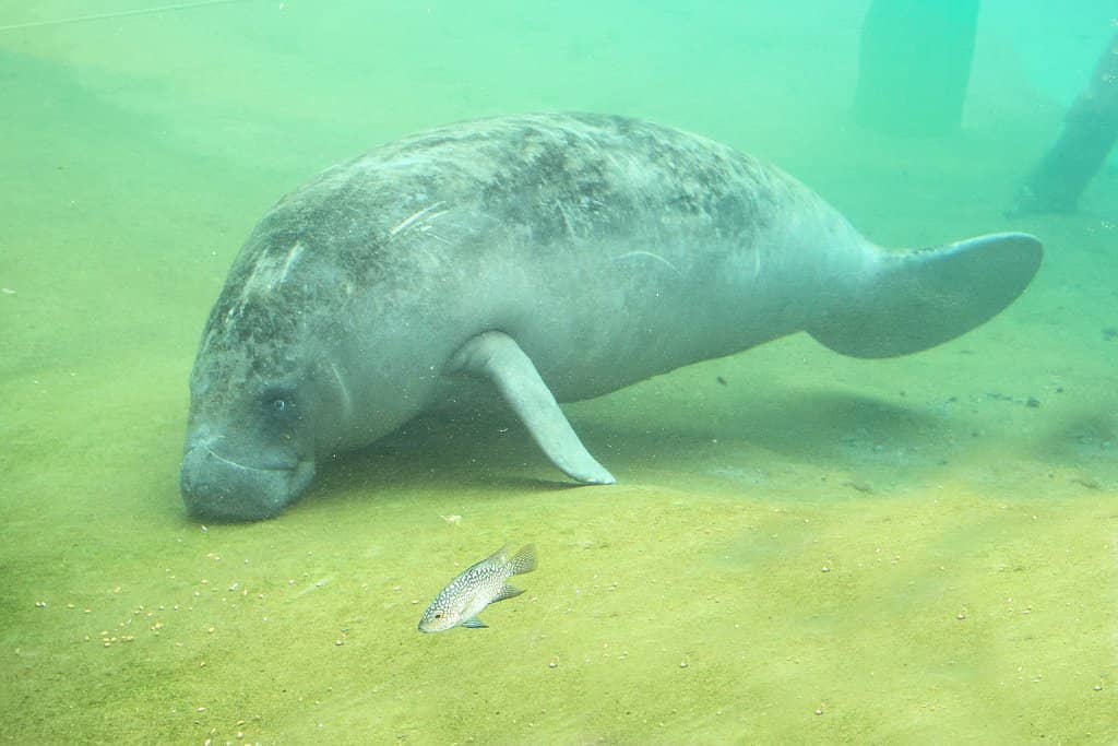 The Ocean Aquarium