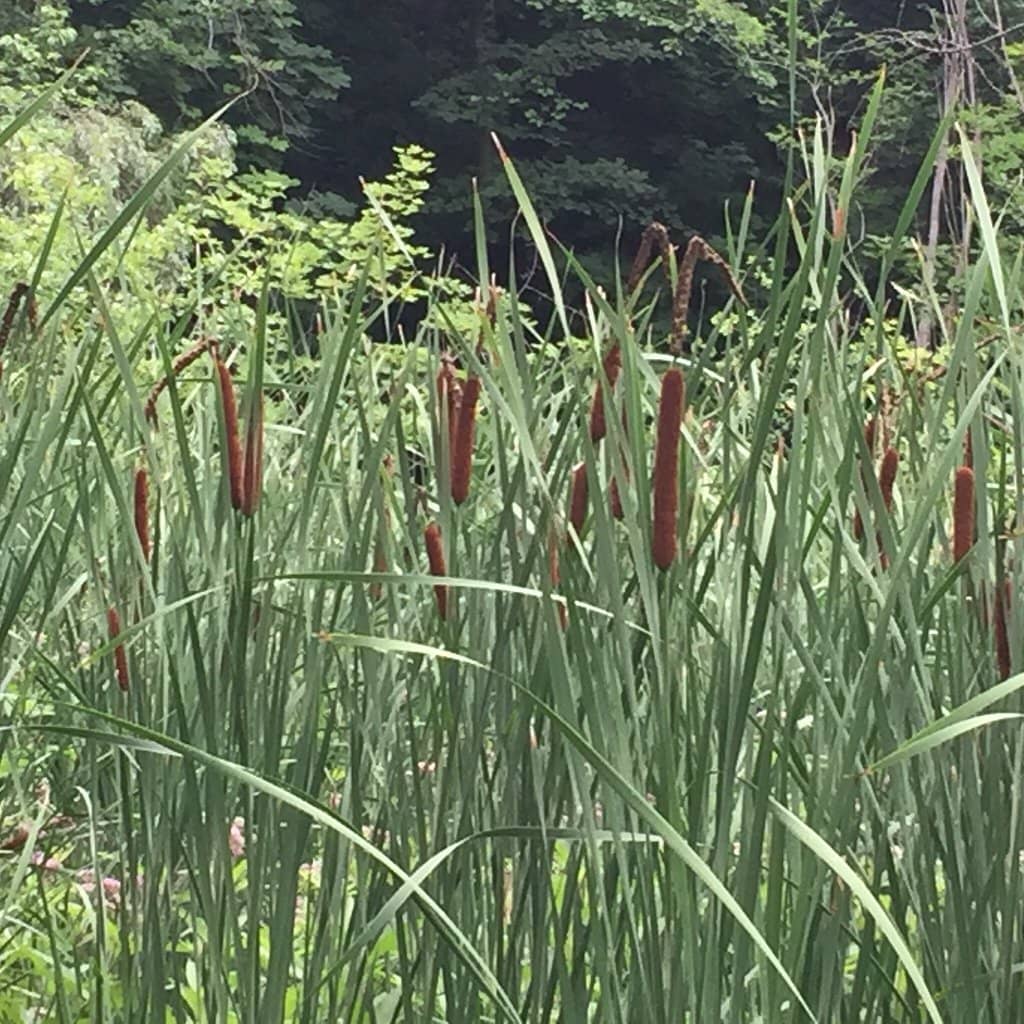 Outdoor Skating Rink